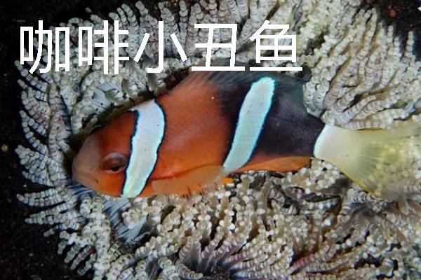 小丑鱼的品种，有公子小丑鱼、黑双带小丑鱼等
