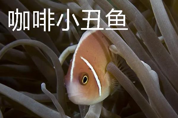 小丑鱼的品种，有公子小丑鱼、黑双带小丑鱼等