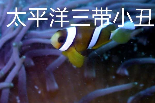 小丑鱼的品种，有公子小丑鱼、黑双带小丑鱼等