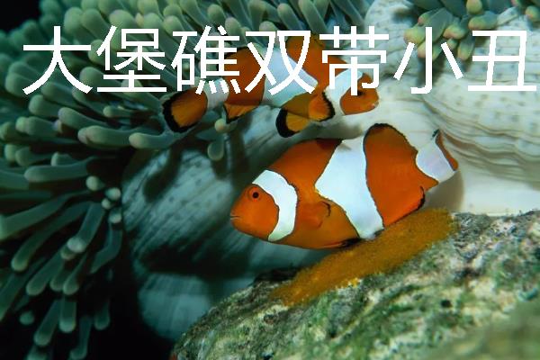 小丑鱼的品种，有公子小丑鱼、黑双带小丑鱼等