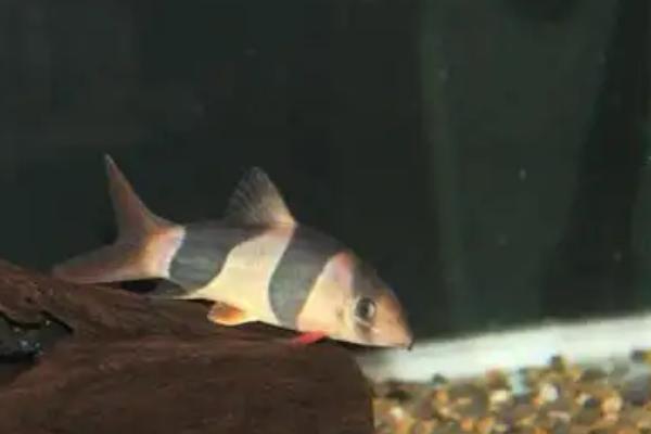 三间鼠鱼常见病的治疗方法，勤换水可以遏制病菌侵入