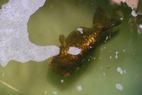 三间鼠鱼常见病的治疗方法，勤换水可以遏制病菌侵入