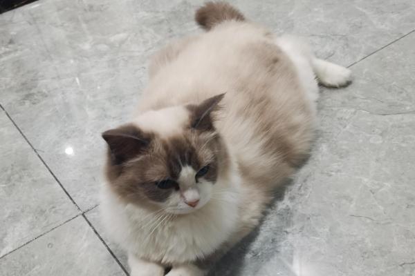 猫咪羊水破了过多长时间会产仔，通常经过半小时左右开始分娩