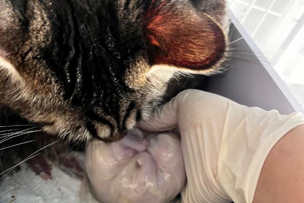 猫咪羊水破了过多长时间会产仔，通常经过半小时左右开始分娩