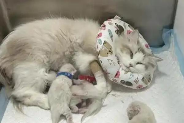 猫咪羊水破了过多长时间会产仔，通常经过半小时左右开始分娩