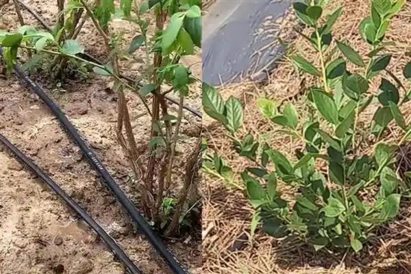 蓝莓结果期使用哪种肥料，主施低浓度的磷酸二氢钾