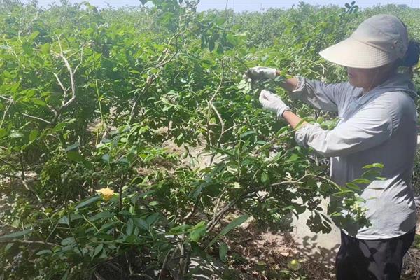 蓝莓结果期使用哪种肥料，主施低浓度的磷酸二氢钾