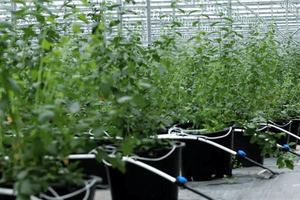 蓝莓结果期使用哪种肥料，主施低浓度的磷酸二氢钾