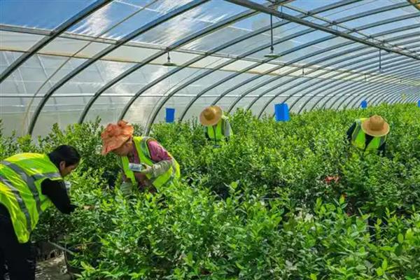 蓝莓结果期使用哪种肥料，主施低浓度的磷酸二氢钾