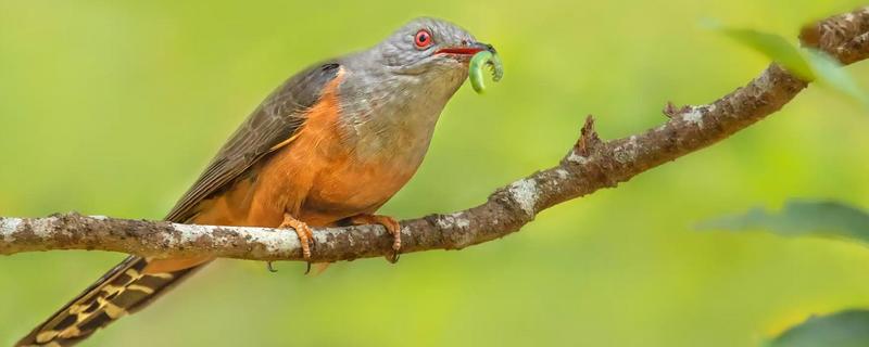 杜鹃鸟是不是布谷鸟，前者是杜鹃科鸟类的总称、后者是指大杜鹃