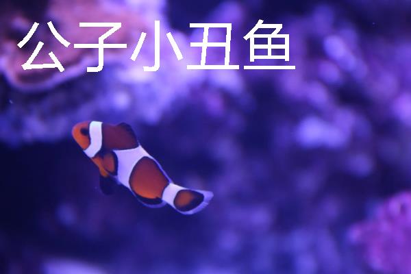 小丑鱼的品种，有公子小丑鱼、黑双带小丑鱼等