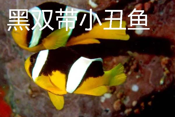 小丑鱼的品种，有公子小丑鱼、黑双带小丑鱼等