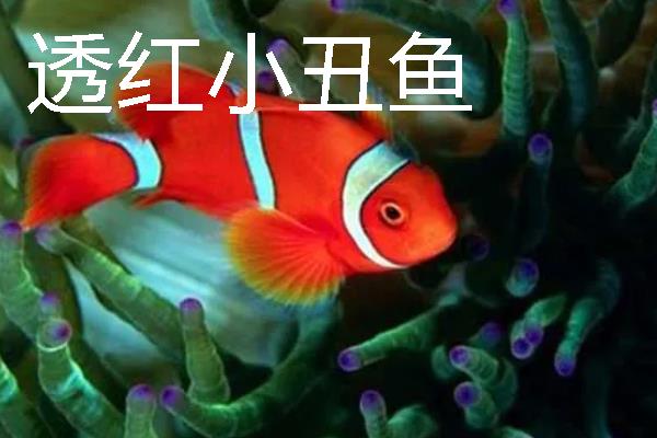 小丑鱼的品种，有公子小丑鱼、黑双带小丑鱼等