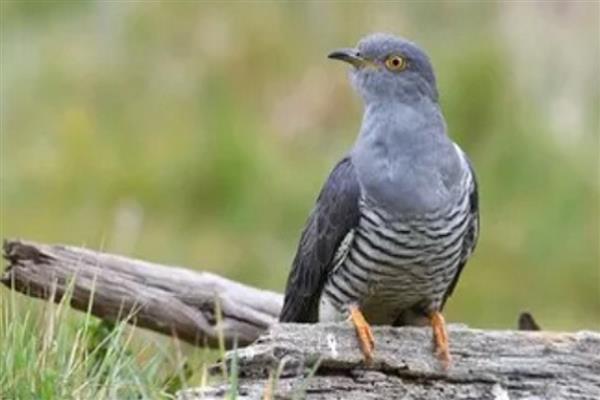 杜鹃鸟是不是布谷鸟，前者是杜鹃科鸟类的总称、后者是指大杜鹃