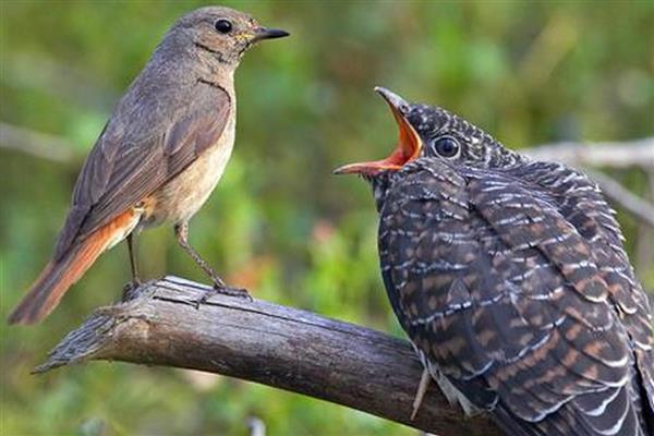 杜鹃鸟是不是布谷鸟，前者是杜鹃科鸟类的总称、后者是指大杜鹃