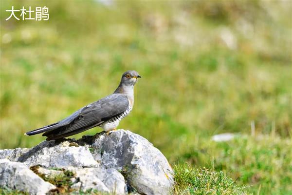 杜鹃鸟是不是布谷鸟，前者是杜鹃科鸟类的总称、后者是指大杜鹃