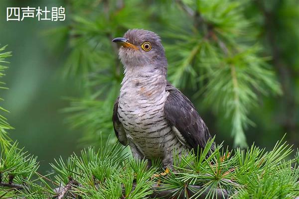 杜鹃鸟是不是布谷鸟，前者是杜鹃科鸟类的总称、后者是指大杜鹃