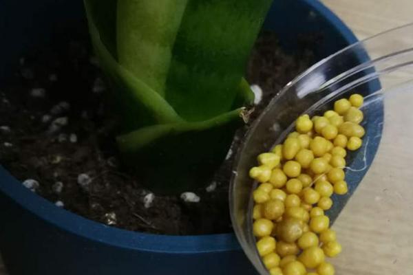 虎皮兰的作用，具有观赏、净化空气等作用