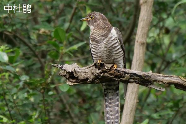 杜鹃鸟是不是布谷鸟，前者是杜鹃科鸟类的总称、后者是指大杜鹃