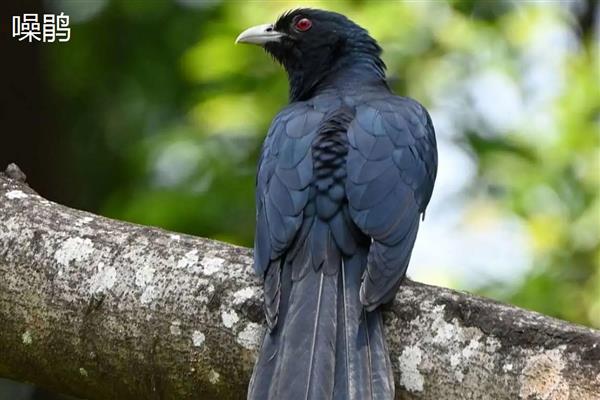 杜鹃鸟是不是布谷鸟，前者是杜鹃科鸟类的总称、后者是指大杜鹃