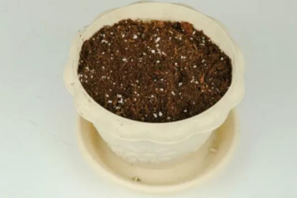 火龙果盆栽的种植方法，用扦插苗木的方法栽植