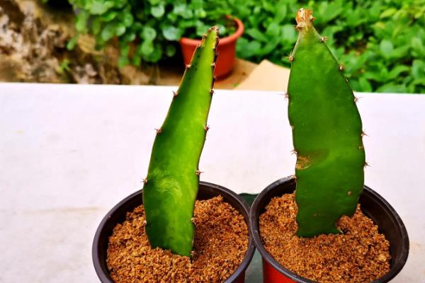 火龙果盆栽的种植方法，用扦插苗木的方法栽植