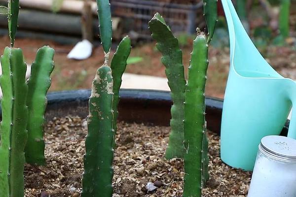 火龙果盆栽的种植方法，用扦插苗木的方法栽植