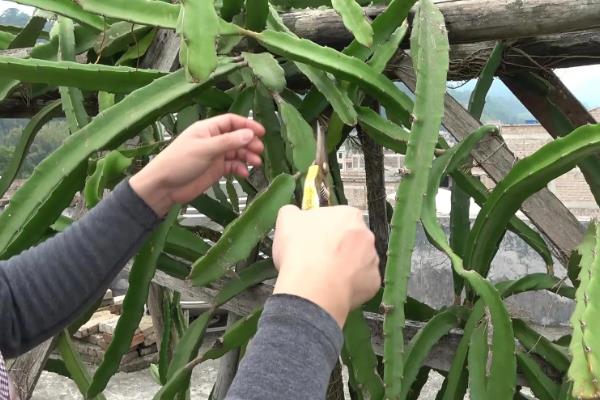 火龙果盆栽的种植方法，用扦插苗木的方法栽植