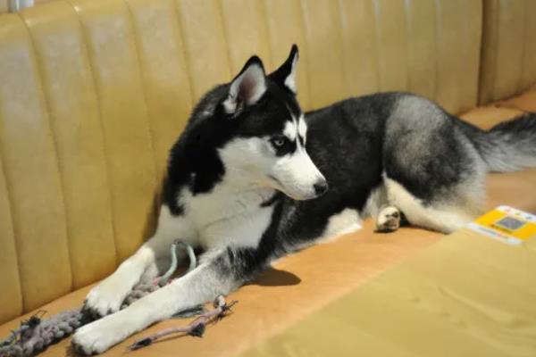 哈士奇患上犬瘟热可以活多长时间，发现晚且未及时治疗只能存活3-4天左右