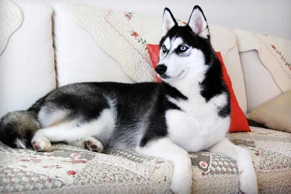 哈士奇患上犬瘟热可以活多长时间，发现晚且未及时治疗只能存活3-4天左右