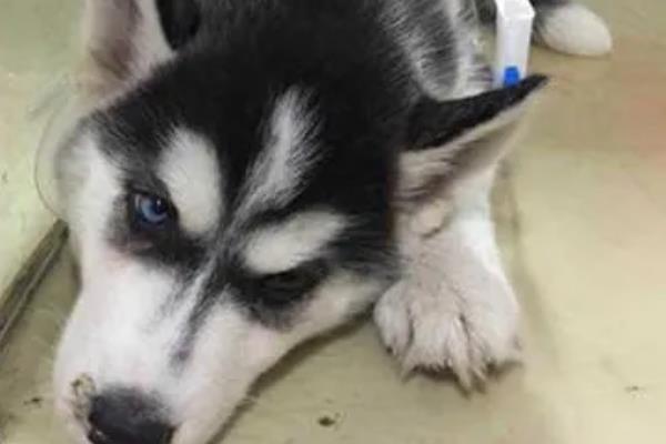 哈士奇患上犬瘟热可以活多长时间，发现晚且未及时治疗只能存活3-4天左右