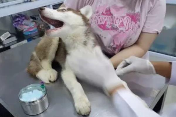 哈士奇患上犬瘟热可以活多长时间，发现晚且未及时治疗只能存活3-4天左右