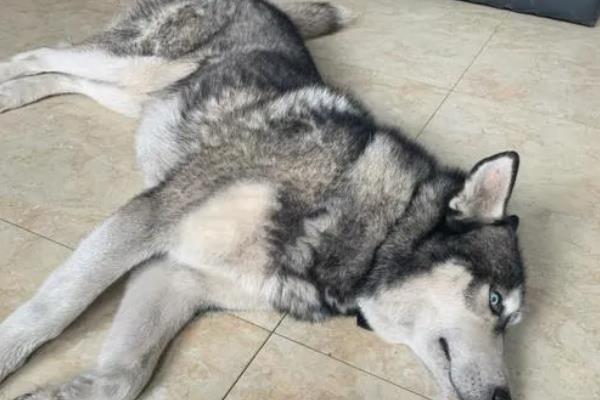 哈士奇患上犬瘟热可以活多长时间，发现晚且未及时治疗只能存活3-4天左右