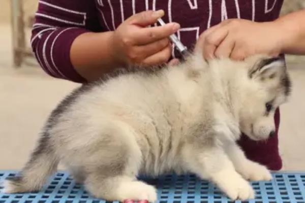 哈士奇患上犬瘟热可以活多长时间，发现晚且未及时治疗只能存活3-4天左右