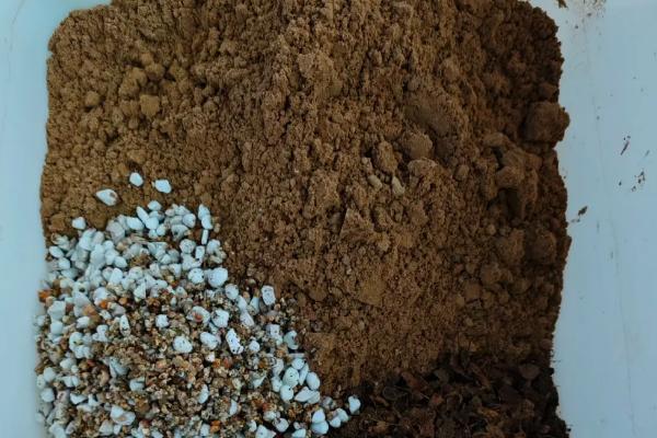 养殖凤仙花用哪种土，以疏松肥厚的土壤为宜