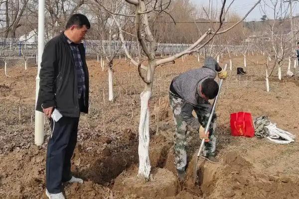 桃核能不能种出桃树，浸泡后再播种可加快出芽速度