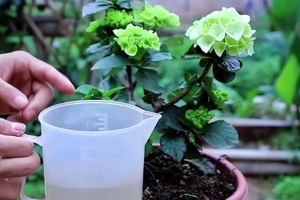 绣球花叶缘变焦的原因，主要是浇水不当、光照过强等因素引起