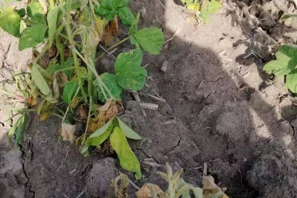 大豆根腐病的原因，可能是土壤潮湿所致