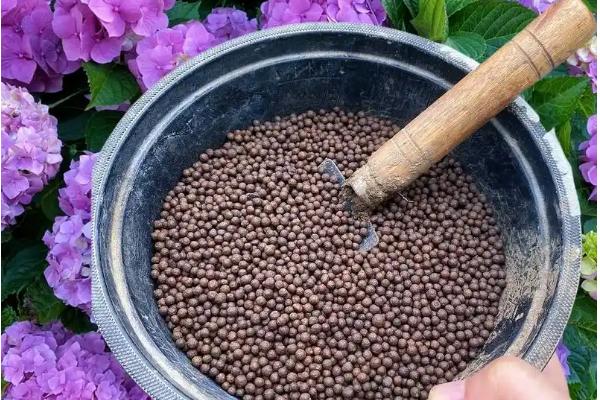绣球花叶缘变焦的原因，主要是浇水不当、光照过强等因素引起
