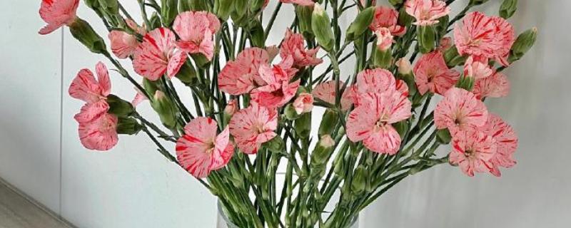 在法国赠送康乃馨的含义，与法语中魔鬼的发音相似代表怨恨嫉妒