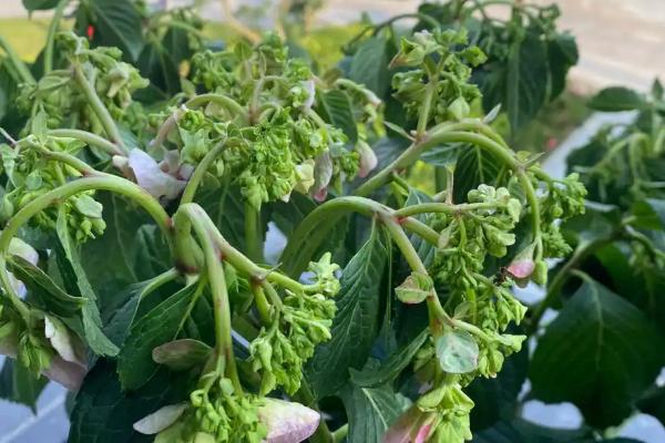绣球花叶缘变焦的原因，主要是浇水不当、光照过强等因素引起