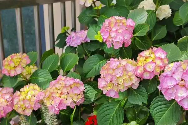 绣球花叶缘变焦的原因，主要是浇水不当、光照过强等因素引起