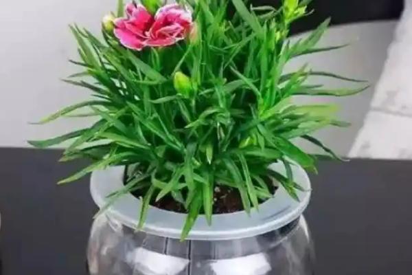 在法国赠送康乃馨的含义，与法语中魔鬼的发音相似代表怨恨嫉妒