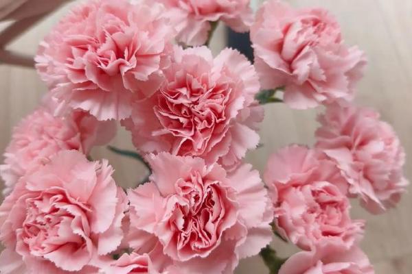 在法国赠送康乃馨的含义，与法语中魔鬼的发音相似代表怨恨嫉妒