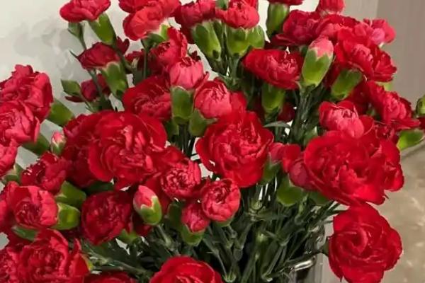 在法国赠送康乃馨的含义，与法语中魔鬼的发音相似代表怨恨嫉妒