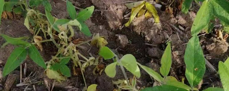 大豆根腐病的原因,可能是土壤潮湿所致