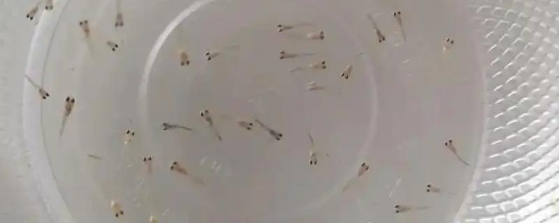 孔雀鱼小鱼的饲养方法，要将温度保持在26℃