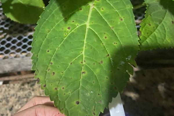 绣球花叶缘变焦的原因，主要是浇水不当、光照过强等因素引起