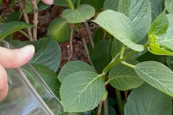 绣球花叶缘变焦的原因，主要是浇水不当、光照过强等因素引起