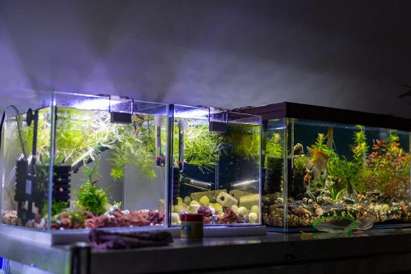 热带观赏鱼的适宜水温，适合保持在18-32℃